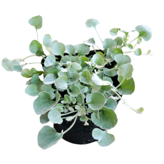 ディコンドラ　シルバーフォール 