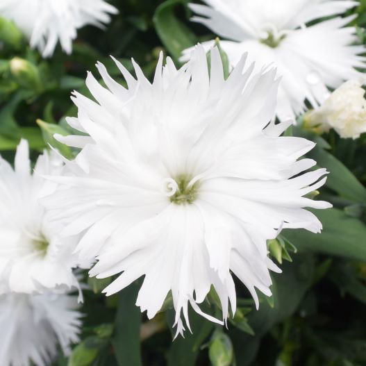 ダイアンサス F1　スープラ シリーズ 