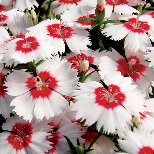 ダイアンサス F1　ダイアナ シリーズ 