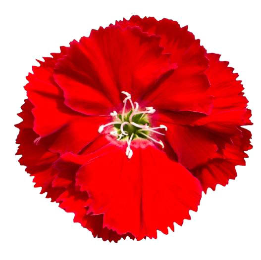 ダイアンサス F1　ダイアナ シリーズ 