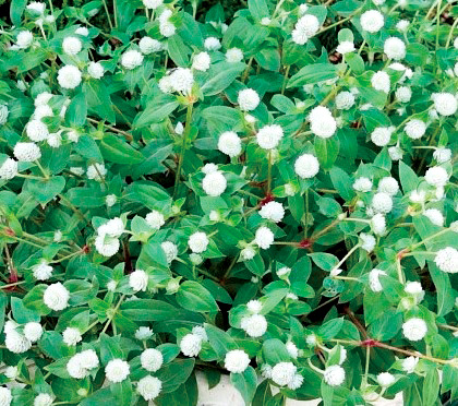 センニチコウ グロボーサ　ちなつ シリーズ 