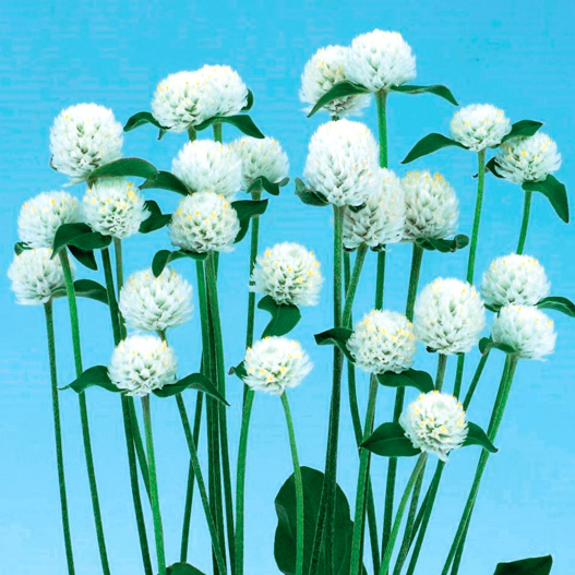 センニチコウ グロボーサ　ネオン シリーズ 