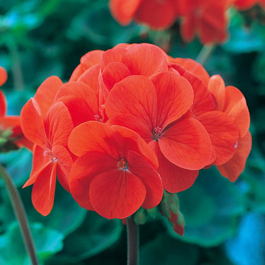 ゼラニウム F1　ホライズン シリーズ 