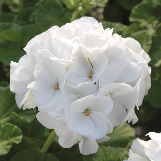 ゼラニウム F1　ホライズン シリーズ 