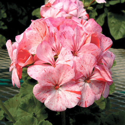 ゼラニウム F1　ホライズン シリーズ 