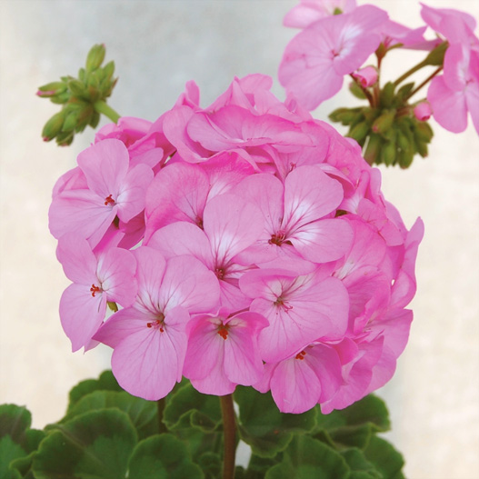 ゼラニウム F1　ホライズン シリーズ 