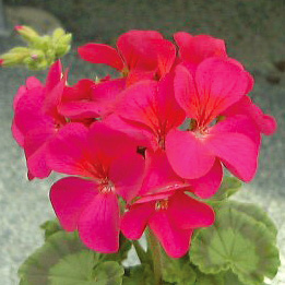 ゼラニウム F1　リンゴ2000 シリーズ 