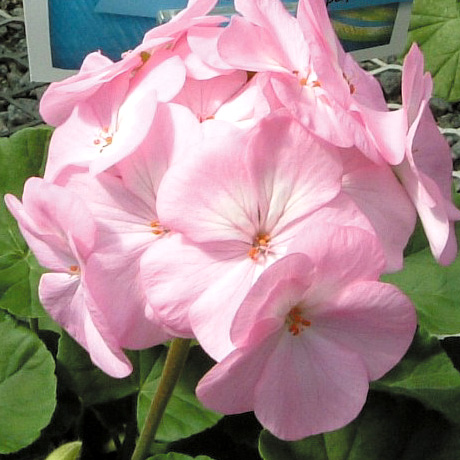 ゼラニウム F1　リンゴ2000 シリーズ 