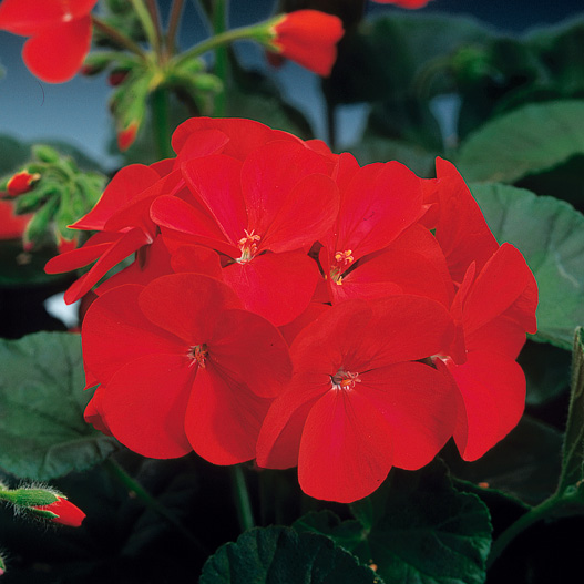 ゼラニウム F1　リンゴ2000 シリーズ 