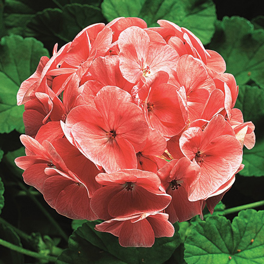 ゼラニウム F1　リンゴ2000 シリーズ 