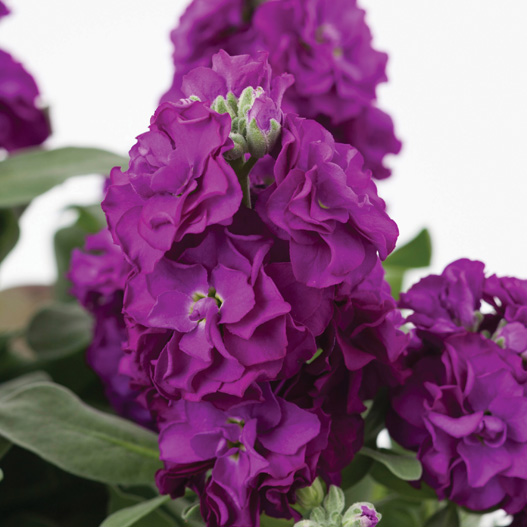 ストック　ベイビー シリーズ 