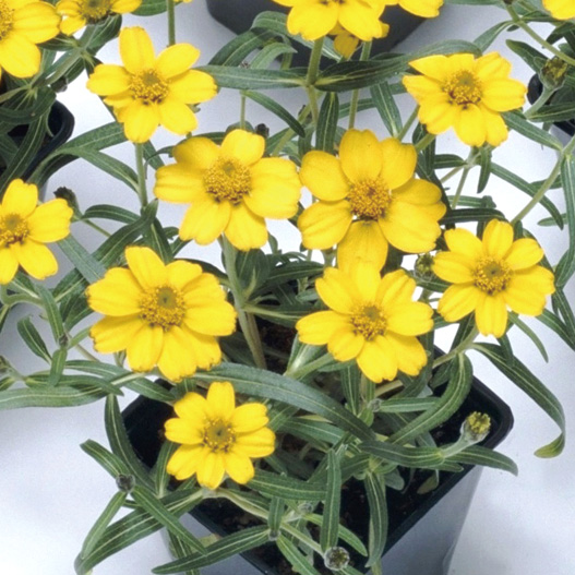 ジニア アンガスティフォーリア　プチランド シリーズ 