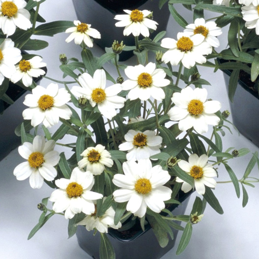 ジニア アンガスティフォーリア　プチランド シリーズ 