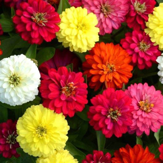 ジニア　ダブルザハラ シリーズ 