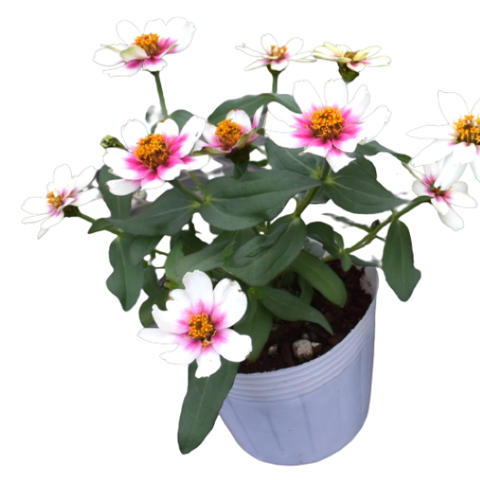 ジニア　プロフュージョン シリーズ 