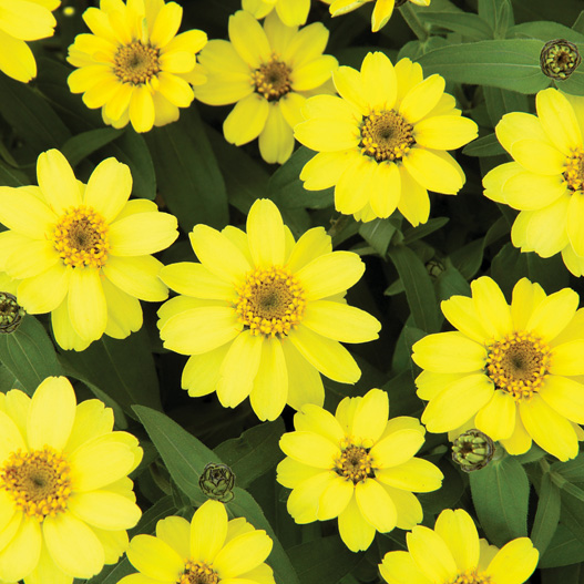 ジニア　プロフュージョン シリーズ 