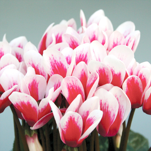 シクラメン F1　ピコラ シリーズ ミニチュア系品種