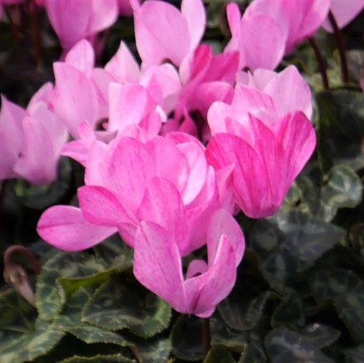 シクラメン F1　クレヨン シリーズ ミニチュア系品種