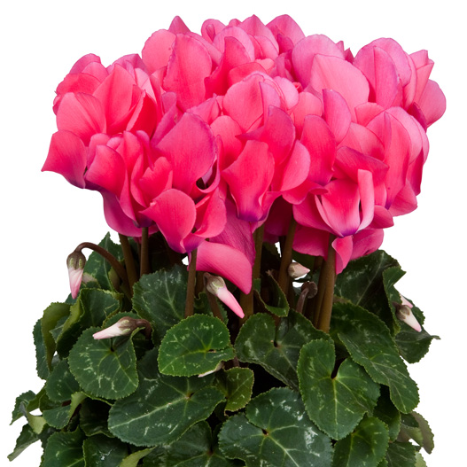 シクラメン F1　スーパーアルーレ シリーズ 中輪系品種