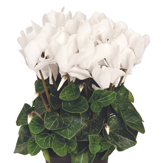 シクラメン F1　スーパーアルーレ シリーズ 中輪系品種