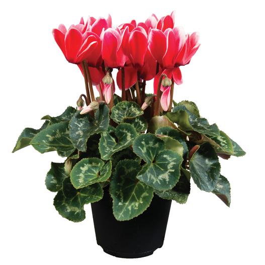 シクラメン F1　スーパーアルーレ シリーズ 中輪系品種