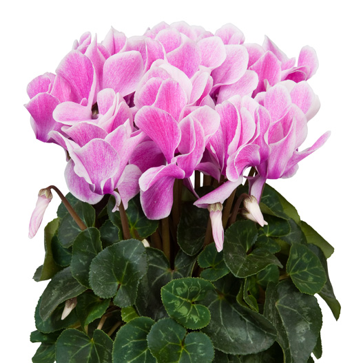 シクラメン F1　スーパーアルーレ シリーズ 中輪系品種