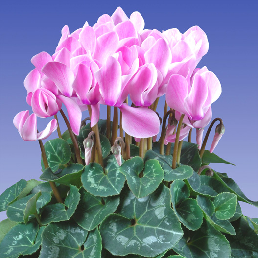 シクラメン F1　スーパーアルーレ シリーズ 中輪系品種