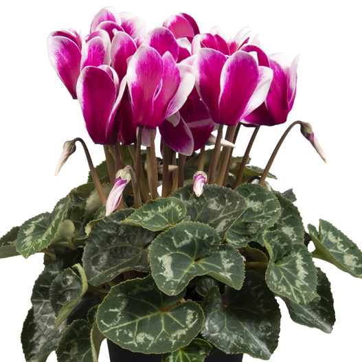 シクラメン F1　スーパーアルーレ シリーズ 中輪系品種