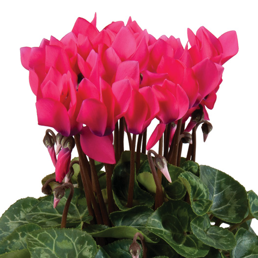 シクラメン F1　スーパーカリーニョ シリーズ ミニチュア系品種