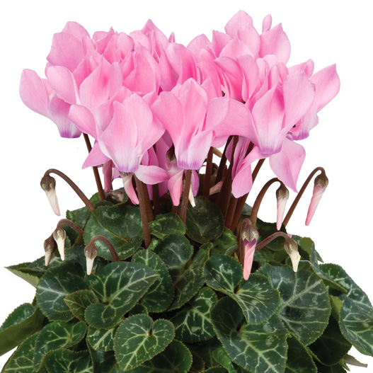 シクラメン F1　スーパーカリーニョ シリーズ ミニチュア系品種