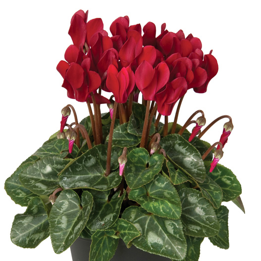 シクラメン F1　スーパーベラノ シリーズ ミニチュア系品種