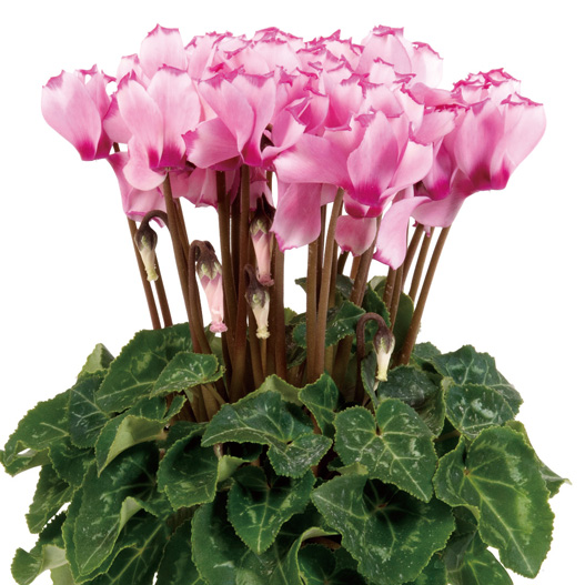 シクラメン F1　スーパーベラノ シリーズ ミニチュア系品種