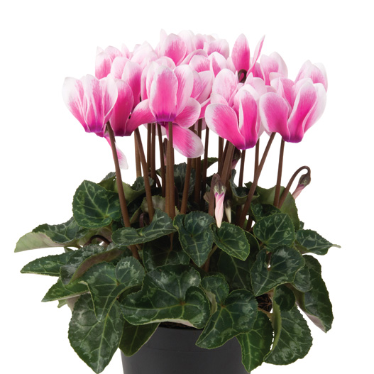 シクラメン F1　スーパーベラノ シリーズ ミニチュア系品種