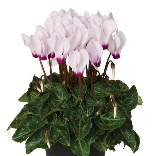 シクラメン F1　スーパーベラノ シリーズ ミニチュア系品種