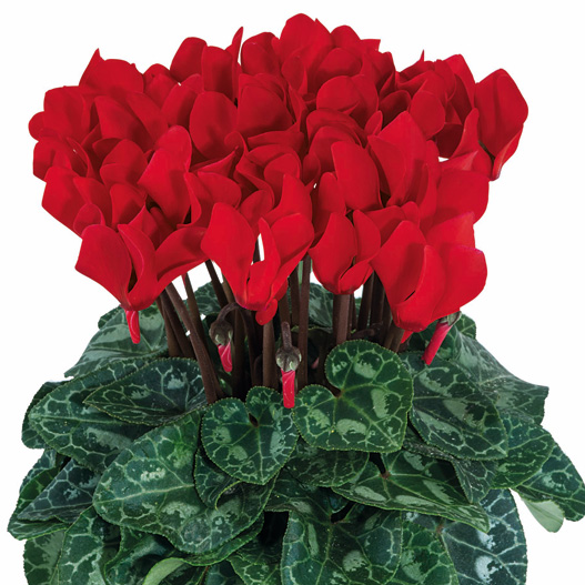 シクラメン F1　スマーティス シリーズ ミニチュア系品種