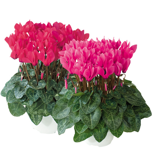 シクラメン F1　メティス シリーズ ミニチュア系品種