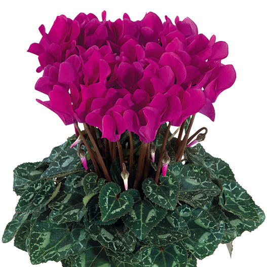 シクラメン F1　メティス シリーズ ミニチュア系品種