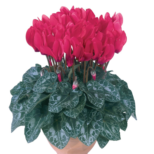 シクラメン F1　メティス シリーズ ミニチュア系品種