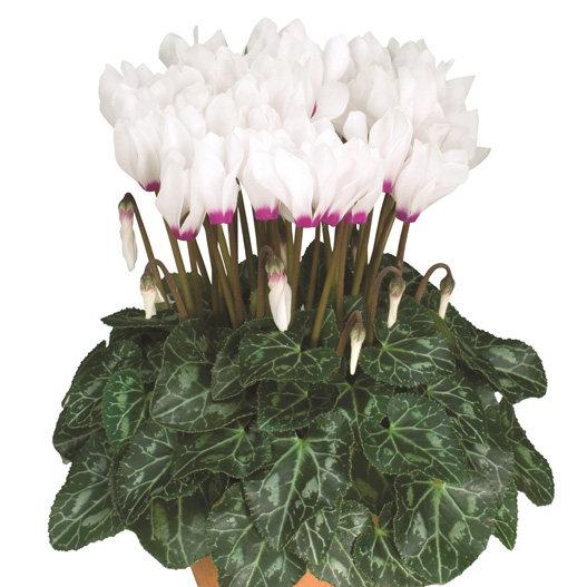 シクラメン F1　メティス シリーズ ミニチュア系品種