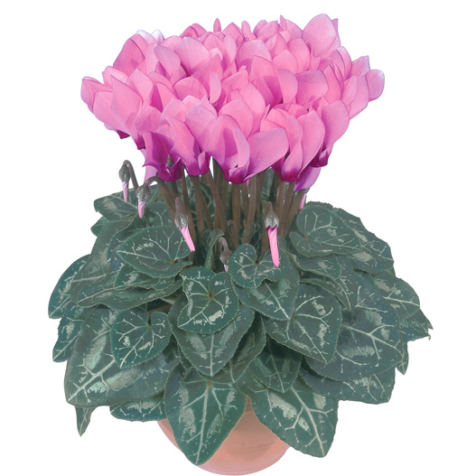 シクラメン F1　メティス シリーズ ミニチュア系品種