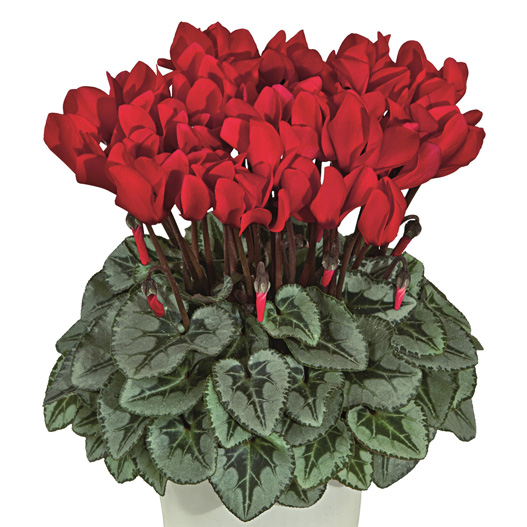 シクラメン F1　メティス シリーズ ミニチュア系品種