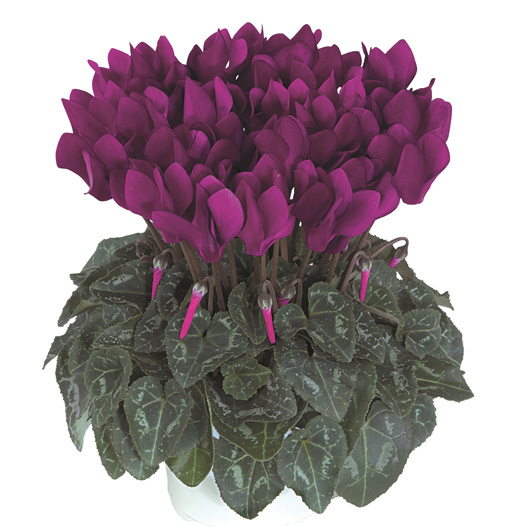 シクラメン F1　メティス シリーズ ミニチュア系品種