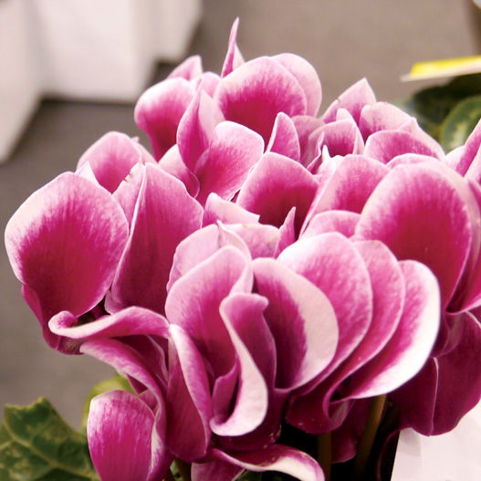 シクラメン F1　リリベル シリーズ ミニチュア系品種