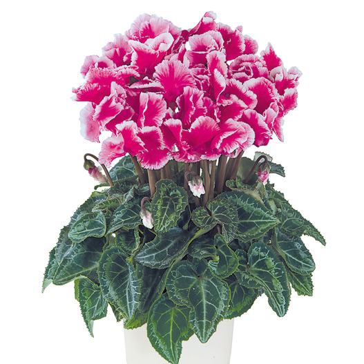 シクラメン F1　メティス アバニコ シリーズ ミニチュア系品種