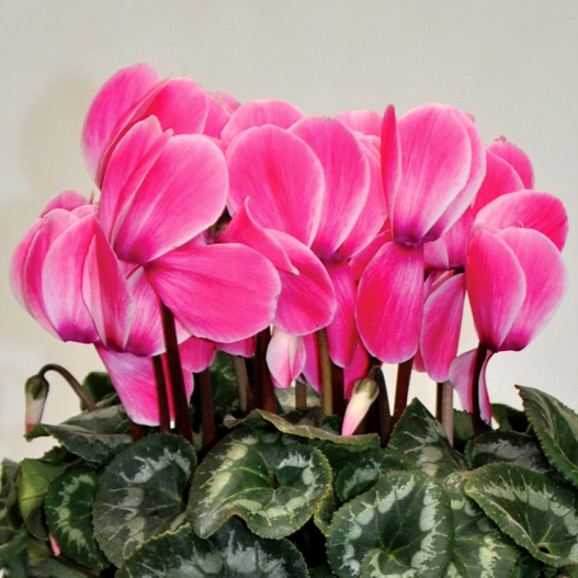 シクラメン　松尾シャワー シリーズ 大輪系品種