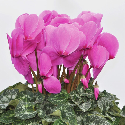 シクラメン　松尾パステル シリーズ 大輪系品種