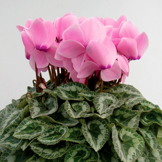 シクラメン　松尾パステル シリーズ 大輪系品種