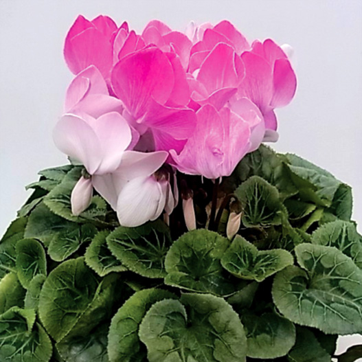 シクラメン　松尾パステル シリーズ 大輪系品種