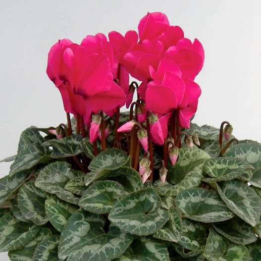 シクラメン　松尾パステル シリーズ 大輪系品種