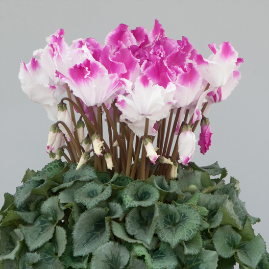 シクラメン　プルマージュウェーブD シリーズ 大輪系品種